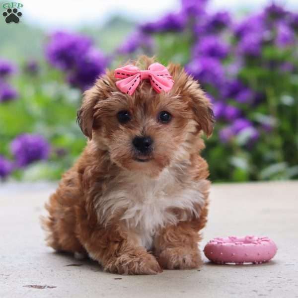 Ruby, Yorkie Poo Puppy
